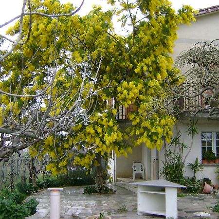 B&B La Mimosa Spello Extérieur photo