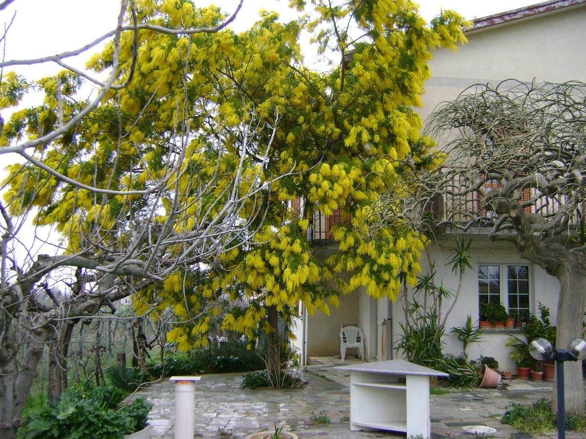 B&B La Mimosa Spello Extérieur photo